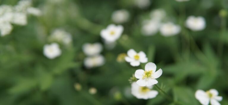 hoponopono interview dr hew len