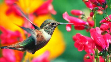 hummingbird hooponopono tool abundance