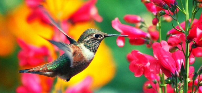 hummingbird hooponopono tool abundance